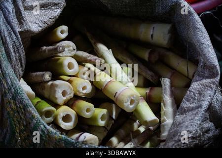 Germogli di bambù appena raccolti pilotati in un sacco, pronti per la cottura o la vendita. Foto Stock
