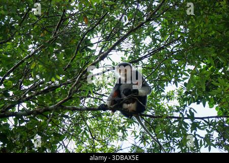 Scimmia di Douc langur con la squallida rossa seduta sul ramo degli alberi a Forest da Nang Foto Stock
