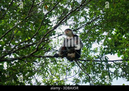 Scimmia di Douc langur con la squallida rossa seduta sul ramo degli alberi nella penisola di Forest Son tra Foto Stock