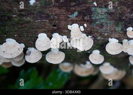 Primo piano di funghi da scaffale che crescono su un tronco in decadenza in una foresta, mostrando motivi e trame intricati. Foto Stock