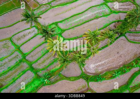 Vista aerea dei droni delle risaie allagate e delle palme da cocco nella campagna rurale di Giava, Indonesia. Foto Stock