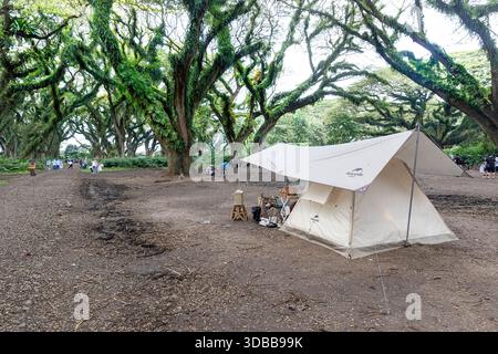 Tenda Glamping allestita sotto antichi alberi piovani ricoperti di felci nella foresta di Djawatan, Banyuwangi, Giava orientale, Indonesia. Foto Stock