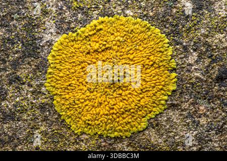 Caloplaca flavescens, una crosta gialla che forma licheni (licheni di crosta) che cresce su una lapide in un cimitero, Inghilterra, Regno Unito Foto Stock