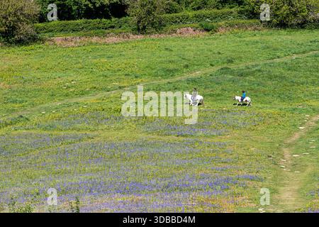 I cavalieri si godranno i campanelli che fioriscono all'inizio di maggio su Cam Peak (un outlier della sciarpa del Cotswold) vicino a Dursley, Gloucestershire, Inghilterra, Regno Unito Foto Stock