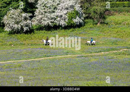 I cavalieri si godranno i campanelli che fioriscono all'inizio di maggio su Cam Peak (un outlier della sciarpa del Cotswold) vicino a Dursley, Gloucestershire, Inghilterra, Regno Unito Foto Stock