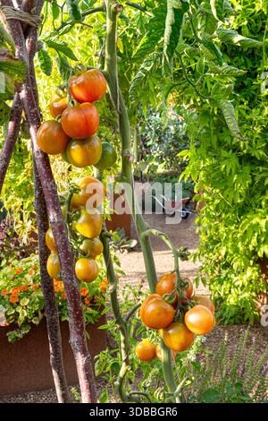 Pomodori che crescono su vite biologica, "POMODORO DE COLGAR" in condizioni di sole temperato all'orto della cucina. Lato destro Wisley Surrey Regno Unito Foto Stock