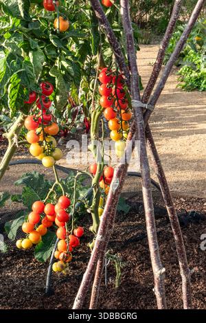 La maturazione del pomodoro innestato "CRIMSON CHERRY" sulla vite in esposizione in cucina biologica allotment Surrey UK Foto Stock