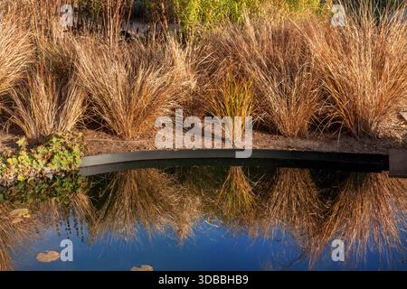 ERBA varietà di erba ornamentale, tipo di cuoio come Carex buchananii o Carex flagellifera, che cresce tipicamente vicino a una piscina con laghetto riflettente. Luce solare tardo autunno Wisley RHS Surrey Regno Unito. Queste specie sono native della nuova Zelanda e sono popolari nel giardinaggio per il loro caratteristico fogliame sempreverde, arcuato, coppery o marrone ruzzola. Foto Stock