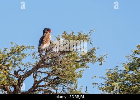 Sudafrica - Parco transfrontaliero di Kgalagadi - Aquila Bateleur (Terathopius ecaudatus) arroccata su un albero di acacia Foto Stock