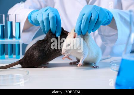 Scienziato che lavora con i topi al tavolo di legno bianco in laboratorio, primo piano Foto Stock