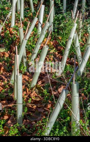 Alberi piantati di recente in un bosco a Gurnard sull'isola di wight, programma di rigenerazione forestale sull'isola di wight Regno Unito Foto Stock