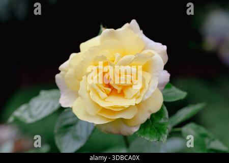 Fiore di rosa giallo con luce naturale soffusa Foto Stock