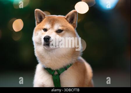 Bellissimo ritratto ravvicinato del cane Shiba Inu che indossa un'imbracatura verde con magiche luci bokeh colorate sullo sfondo. Foto Stock