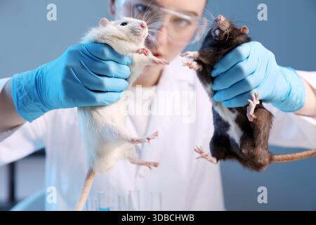 Scienziato che lavora con topi carini in laboratorio, primo piano Foto Stock