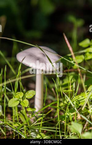 Un grande fungo bianco trovato nella foresta bulgara Foto Stock