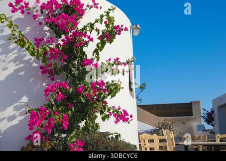 Fiori di buganvillea che cadono su una casa imbiancata a Fira, Santorini, Grecia. Foto Stock