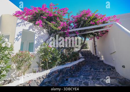 Fiori di buganvillea che cadono su una casa imbiancata a Fira, Santorini, Grecia. Foto Stock