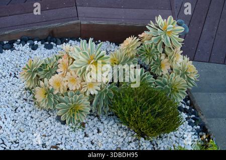 Variegate piante succulente nel White Gravel Garden Bed Foto Stock
