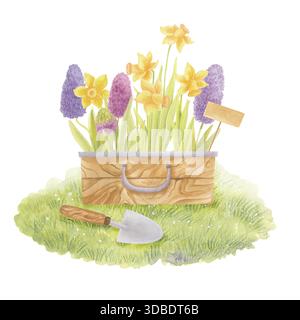 Scatola da giardino primaverile con giacinti e narcisi che rimangono sull'erba. Composizione isolata con acquerello. Foto Stock