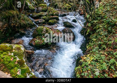 L'acqua del ruscello della Foresta che scorre rapidamente sulle rocce di Mossy e sulle foglie autunnali cadute Foto Stock