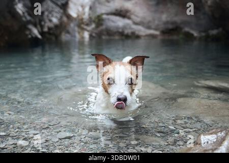 Un Jack Russell Terrier nuota in una piscina cristallina e poco profonda circondata da rocce. La testa del cane viene sollevata con la lingua leggermente fuori e messa a fuoco Foto Stock