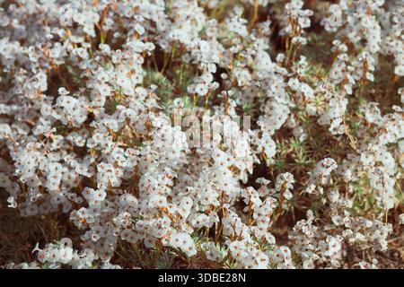 Bellissimi piccoli fiori selvatici bianchi sulle colline vicino alla città di Ardabil, in Iran. Foto Stock
