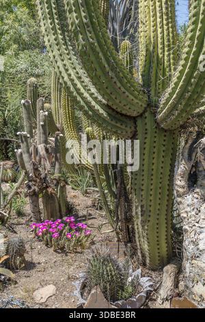 Echinocereus enneacanthus fiori in fiore e vegetazione lussureggiante e succulenta nel giardino botanico, girato con la luce della tarda primavera, Graaff-Reinet, Pasqua Foto Stock