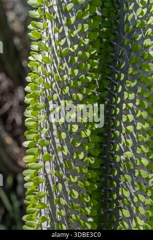 Dettaglio della vegetazione succulenta di Alluadia procera Drake nel giardino botanico, sparata alla luce della tarda primavera, Graaff-Reinet, Capo Orientale, Sud Africa Foto Stock