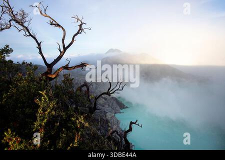 Bellissimo albero solitario su un bordo del vulcano ijen con lago blu nel cratere vulcanico all'alba, isola di giava, indonesia Foto Stock
