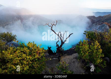 Bellissimo albero solitario su un bordo del vulcano ijen con lago blu nel cratere vulcanico all'alba, isola di giava, indonesia Foto Stock