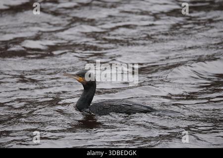 Dublino, Irlanda - 10 dicembre 2025 - Un cormorano nel fiume Liffey in un pomeriggio nuvoloso nella città di Dublino raffigurante scene di strada nella capitale irlandese Foto Stock