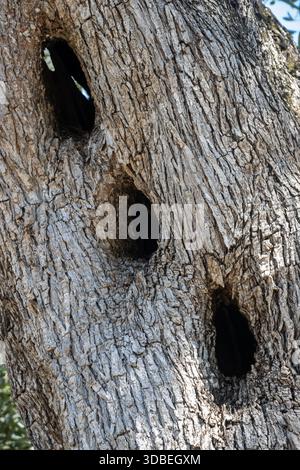 Struttura della corteccia di un vecchio olivo. Bagagliaio con tre fori diagonali. Giornata di sole. Paxos, Grecia. Foto Stock
