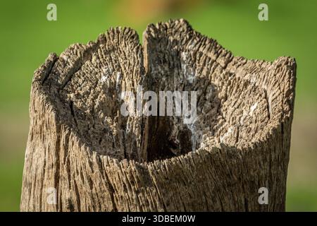 Questo tronco di alberi nella palude africana ha una bellezza e una simmetria tutta sua. sembra piuttosto antico. Foto Stock