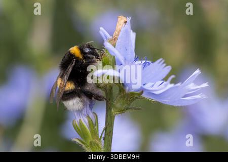 Erdhummel, Blütenbesuch an Wegwarte, Bombus spec., Bombus, Bombus terrestris-aggr., Bombus Terrestris s. lat., bombi, bombi dalla coda buff, larg Foto Stock