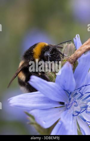Erdhummel, Blütenbesuch an Wegwarte, Bombus spec., Bombus, Bombus terrestris-aggr., Bombus Terrestris s. lat., bombi, bombi dalla coda buff, larg Foto Stock
