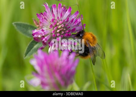 Arktische Ackerhummel, Nordische Ackerhummel, Unterart der Ackerhummel, Bombus pascuorum ssp. Smithianus, Acker-Hummel, Hummel, Bombus pascuorum, bomba Foto Stock