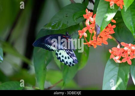 Primo piano di una farfalla di mormone blu che si nutre di vibranti fiori da giardino. Foto macro dettagliate, ideale per la natura, gli impollinatori, la fauna selvatica, la biodiversità, i contro Foto Stock