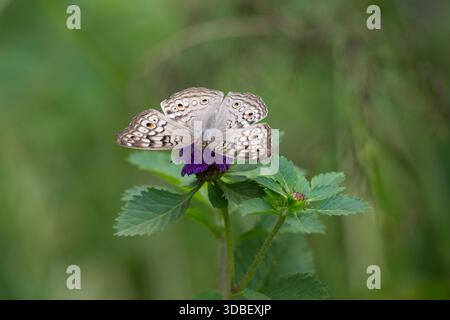 Primo piano di una farfalla Grey Pansy appoggiata su un piccolo fiore con le ali completamente sparse. Macro naturalistico dettagliato, ideale per animali selvatici, impollinatori, biodi Foto Stock