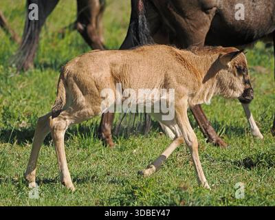 gnu (Connochaetes taurinus) neonato con la barba bianca o gnu (Connochaetes taurinus) con la madre nei Conservatori Masai Mara, Greater Mara, Kenya Africa Foto Stock