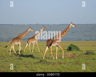 Tre giraffe Masai (Giraffa Camelopardalis) che si muovono intenzionalmente in linea attraverso le lussureggianti pianure verdi di Masai Mara Conservancies, Kenya, Africa Foto Stock
