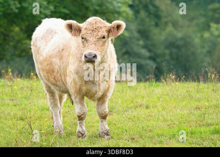 Mucca - il Galloway Cattle una razza scozzese di bovini da carne, che prende il nome dalla regione scozzese di Galloway Foto Stock
