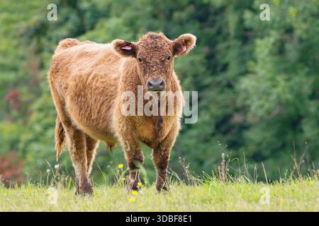 Mucca - il Galloway Cattle una razza scozzese di bovini da carne, che prende il nome dalla regione scozzese di Galloway Foto Stock