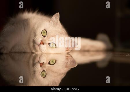 primo piano di un gatto bianco disteso sul pavimento Foto Stock