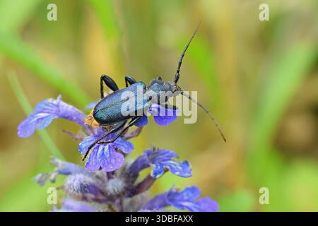 Barbabietola viola che siede sul fiore selvatico viola Foto Stock
