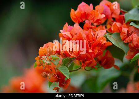Bouganvillea glabra- Bougainvillea Foto Stock