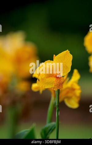 Canna Lily - canna indica Foto Stock