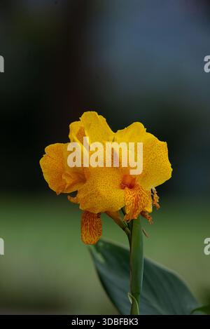 Canna Lily - canna indica Foto Stock
