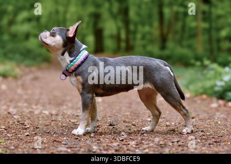 Bulldog francese marrone arancio lilla con naso lungo e sano, coda e collare paracord colorato tessuto in piedi nella foresta Foto Stock