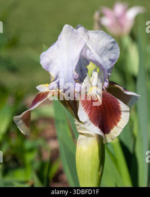 Iride tedesca (Iris barbata-nana), primo piano della testa di fiore Foto Stock