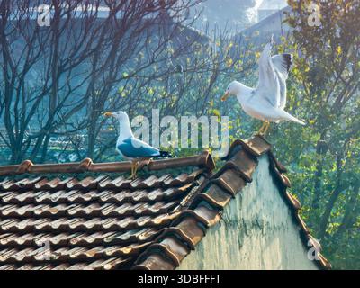 Due gabbiani poggiano su un tradizionale tetto piastrellato in un ambiente cittadino, un uccello in piedi con calma, mentre l'altro sta spalmando le ali, pronto per il fli Foto Stock